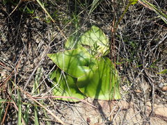 Ledebouria ovatifolia