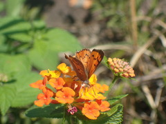 Chrysoritis natalensis