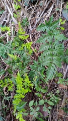 Cheilanthes nitidula