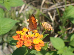 Chrysoritis natalensis