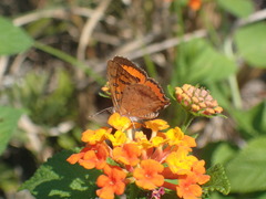 Chrysoritis natalensis