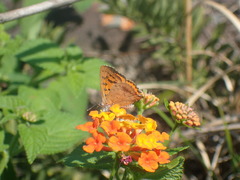 Chrysoritis natalensis
