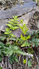 Cheilanthes nitidula