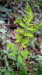 Cheilanthes nitidula