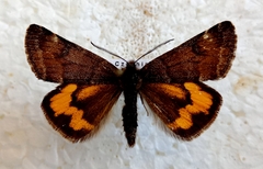 Boudinotiana notha