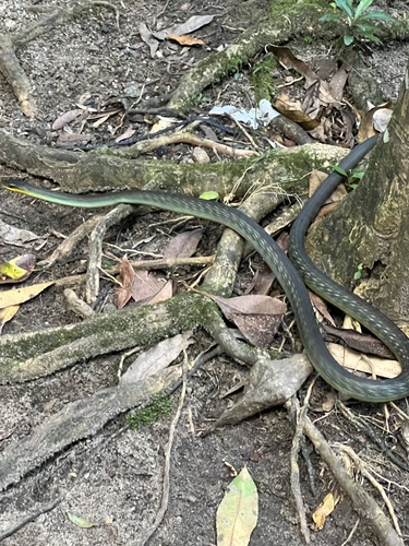 Common Tree Snake sighting