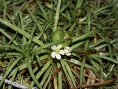 Stylidium subulatum