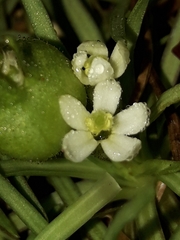 Stylidium subulatum