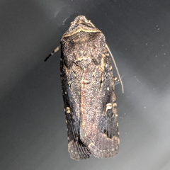 Proteuxoa hydraecioides
