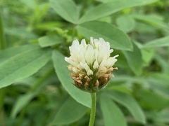 Trifolium alexandrinum