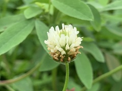 Trifolium alexandrinum