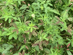Trifolium alexandrinum