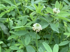 Trifolium alexandrinum