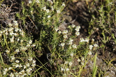 Selago densiflora