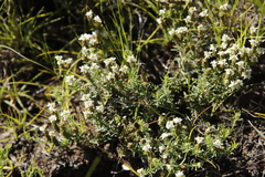 Selago densiflora