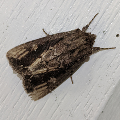 Dasygaster ligniplena