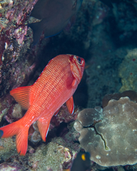 Sargocentron tiere