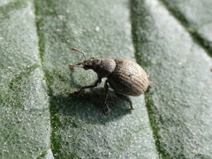 Philopedon plagiatum