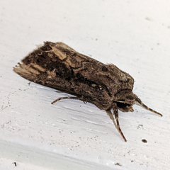 Dasygaster ligniplena