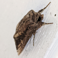 Dasygaster ligniplena