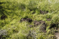 Cryptomys hottentotus