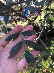 Pistacia × saportae