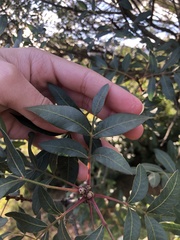 Pistacia × saportae