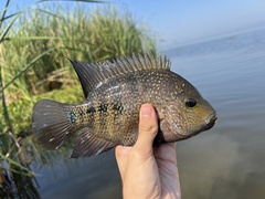 Herichthys carpintis