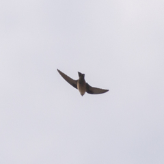 Ptyonoprogne rupestris