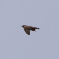 Ptyonoprogne rupestris