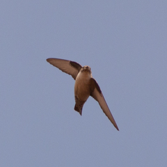 Ptyonoprogne rupestris