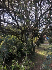 Pistacia × saportae