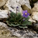 Pyrenean Violet - Photo (c) Ferran Turmo Gort, some rights reserved (CC BY-NC-SA)