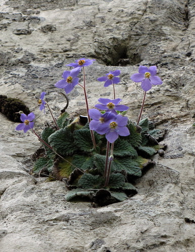 Pyrenean Violet