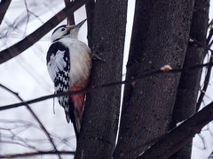 Dendrocopos leucotos