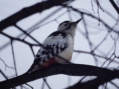 Dendrocopos leucotos