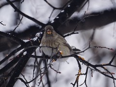 Carpodacus sibiricus