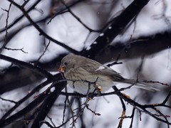 Carpodacus sibiricus