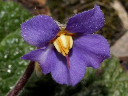 Pyrenean Violet