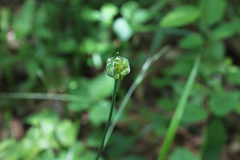 Allium canadense canadense