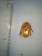 Aphanesthes succinea