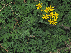 Cineraria lyratiformis