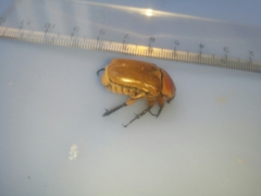 Aphanesthes succinea