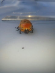 Aphanesthes succinea