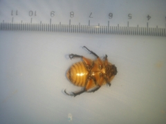 Aphanesthes succinea