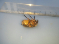 Aphanesthes succinea