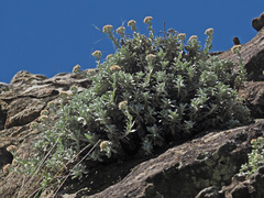 Helichrysum sutherlandii