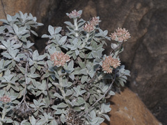 Helichrysum sutherlandii