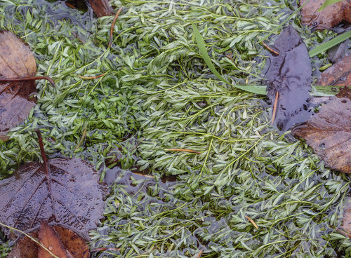 Callitriche palustris iNat (3)