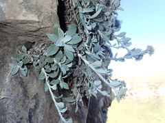 Helichrysum sutherlandii